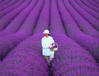 lavanda